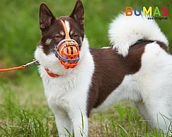 Dog with a colorful muzzle on a green meadow.