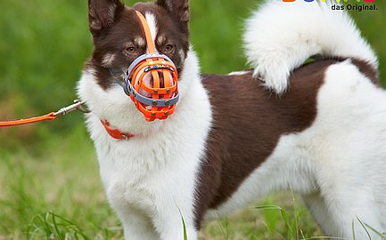 Hund mit einem bunten Maulkorb auf einer grünen Wiese.